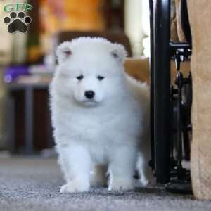 Millie, Samoyed Puppy
